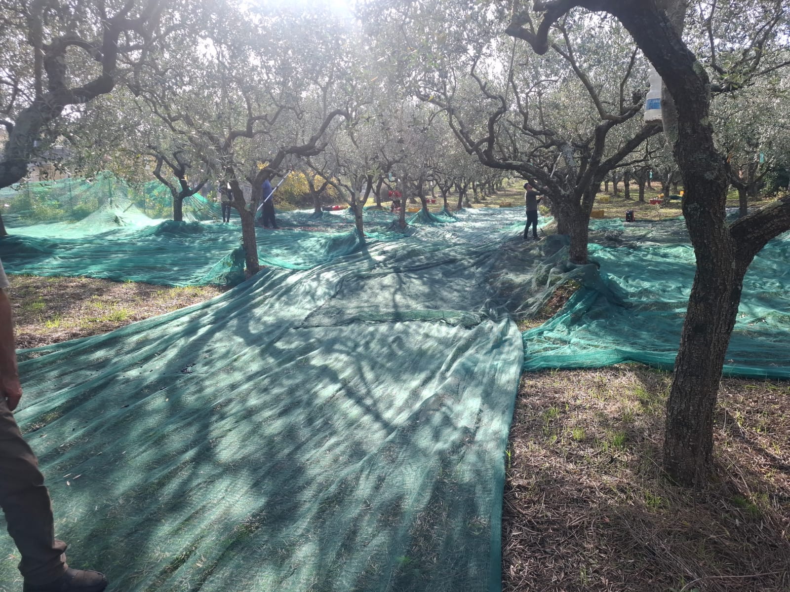 Immagine principale di olio extravergine d'oliva