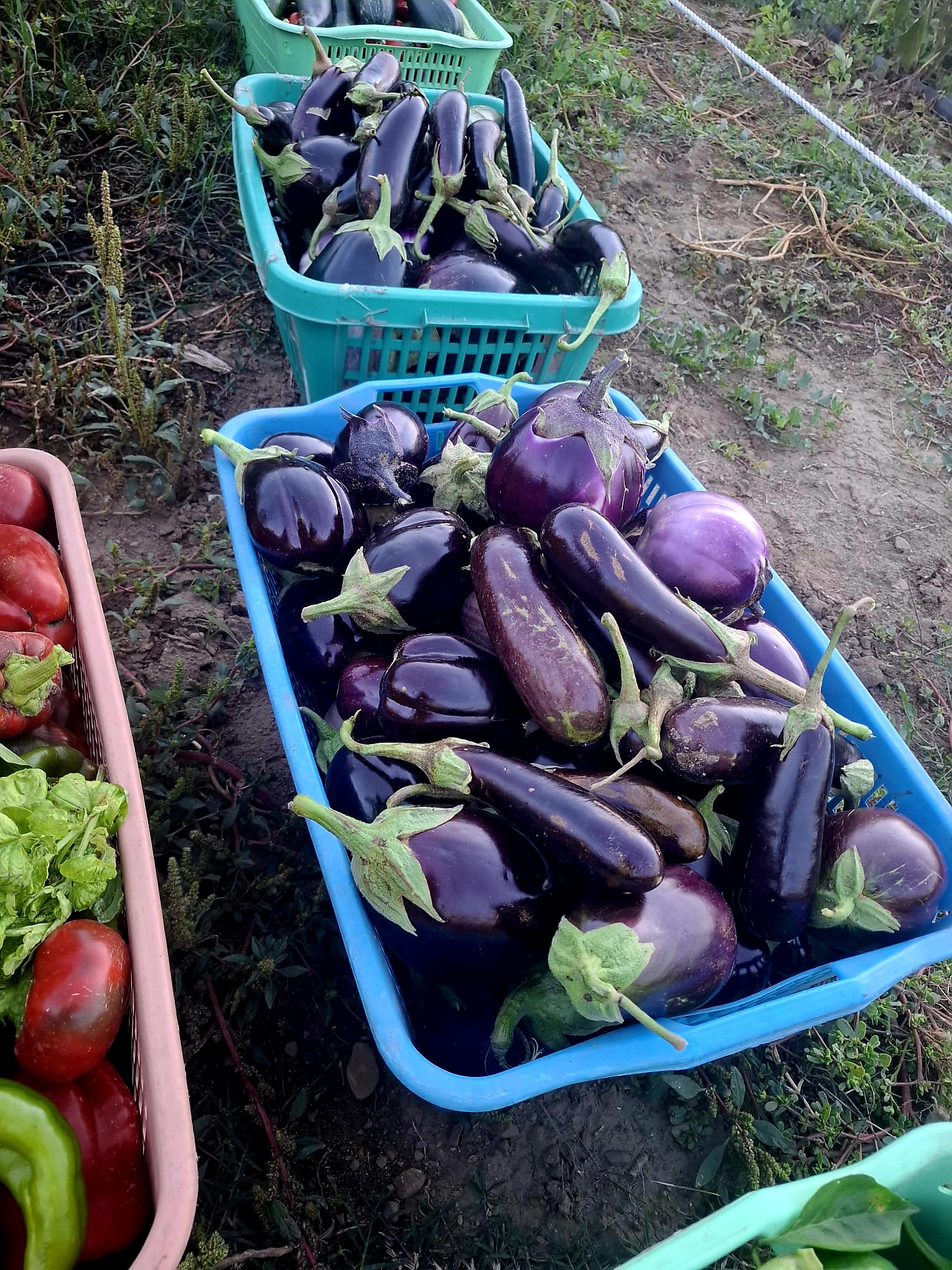 Immagine principale di Verdure e Ortaggi BIO